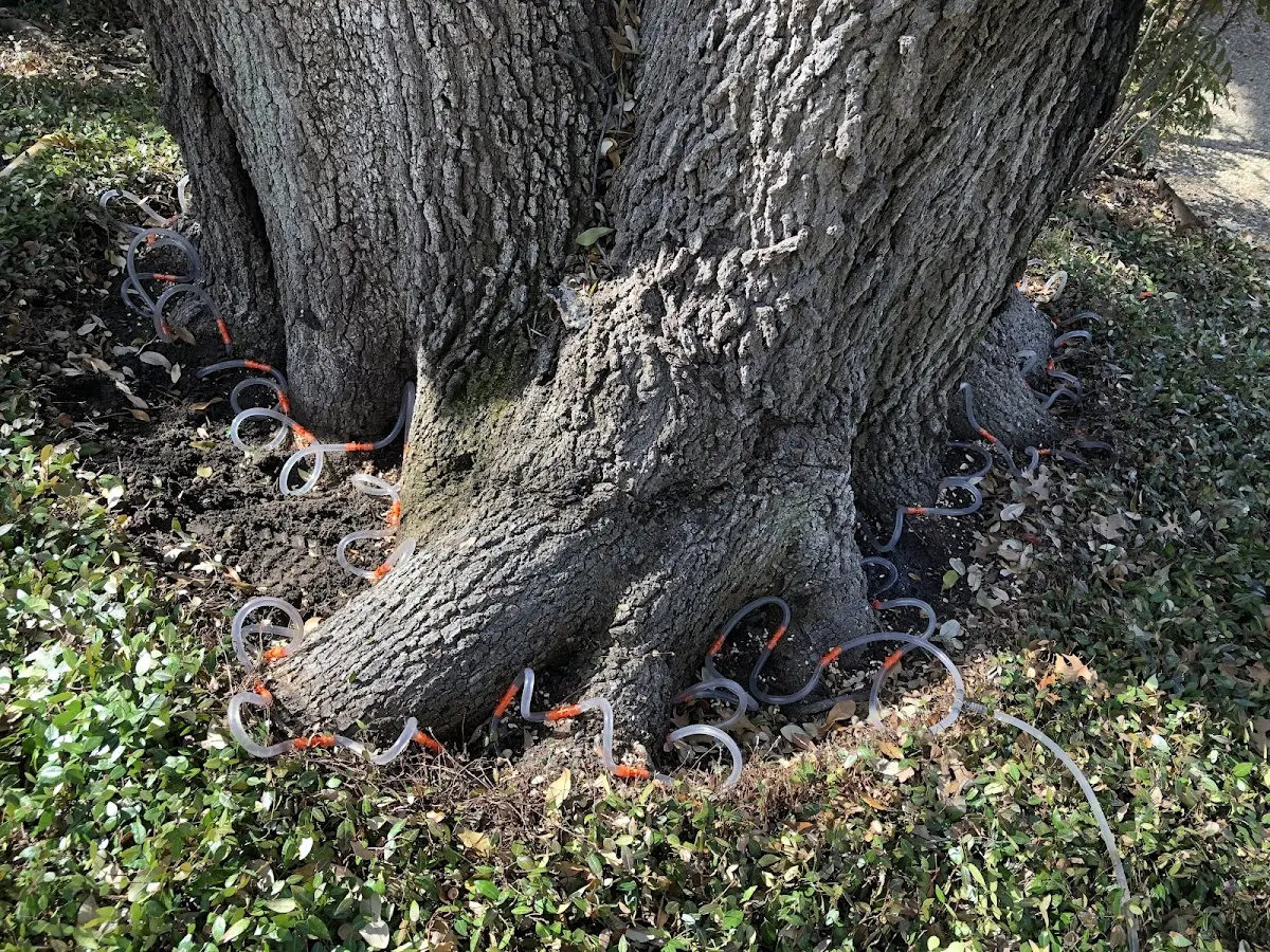 Detailed Tree Cabling and Bracing job site in Morehead City