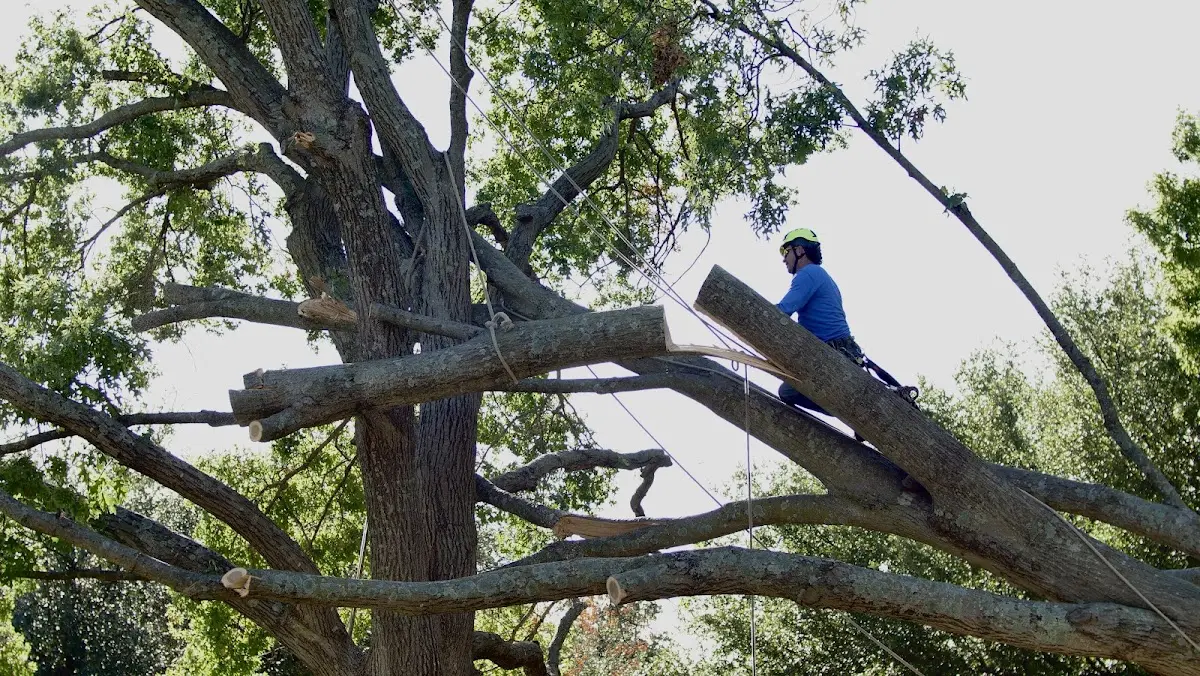 Professional Hazardous Tree Removal performed by certified arborists in Morehead City