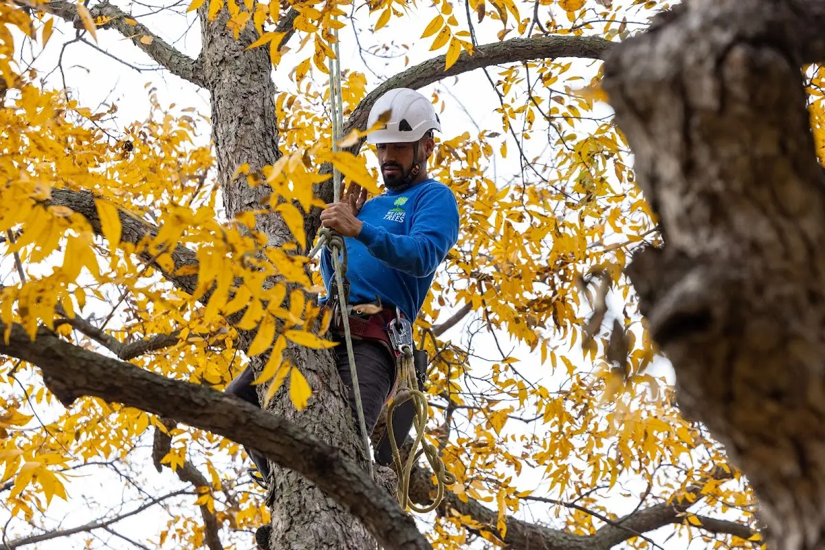 Skilled Tree Transplanting crew working in Morehead City