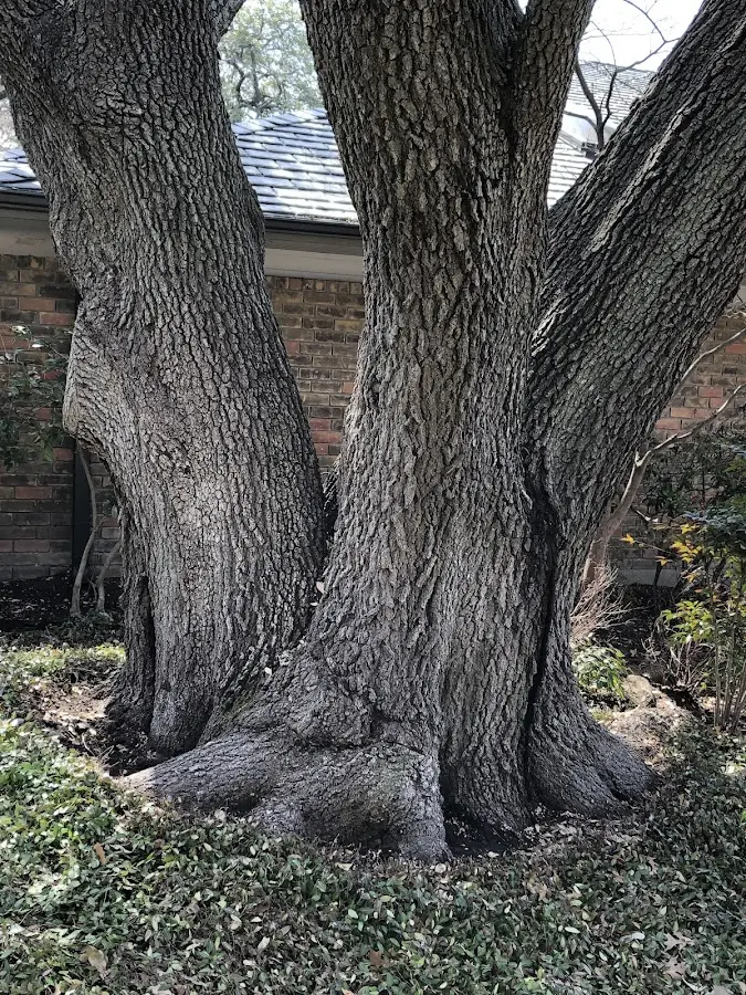 Mature heritage tree close to a Morehead City property cared for by certified arborists